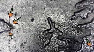 2005 Oregon State Crater Lake Quarter Reverse up close with arrows noting errors microscopic image also showing a grease strike