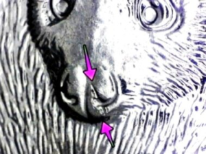 Microscopic view of the 2020-P American Samoa strike-through error on the reverse with arrows pointing to it on the nose of the bat