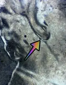 microscopic image with arrow noting the doubled ear on a 2020 penny of value