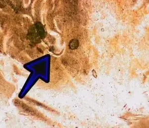 Microscopic image of a doubled die obverse penny with an arrow showing the doubling behind Lincoln's ear.