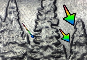 microscopic image of the river of no return wildreness 2019 idaho quarter reverse with arrows noting the doubling of the trees